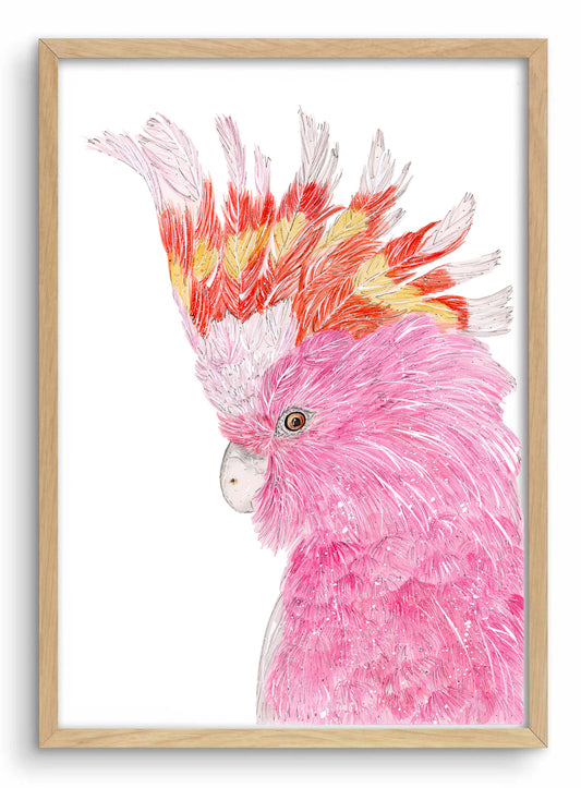 Major Mitchell's Cockatoo | Water Colour Art Print